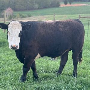 Meet your Posher, Benjamin